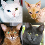 com.asmolgam.cats