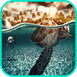 com.app3dwallpaperhd.turtlewallpaper