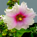 khatmi.khatmi.app