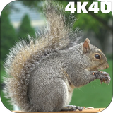 com.lwp4k4u.squirrel