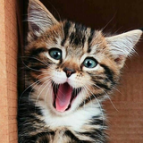 com.premiumdev.kitten_wallpapers