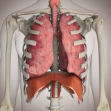 com.diablo.physiology