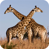 com.wallpaper.giraffewallpaper.wallpaperhd