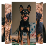com.suviapps.dobermanpinscher.puppies.DobermanPinschersWallpapers.dobermandog.wallpaper.picture.backgrounds