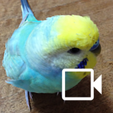 com.bbqarmy.budgerigarsounds