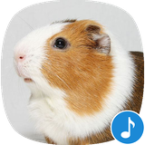 io.appp.sounds.guinea_pig
