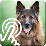 com.coolrippleapp.CRAdogermshepherd