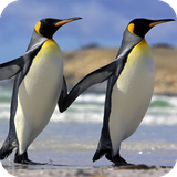 com.PenguinWallpaper.iceland.wallpaper