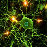 com.kmzco.parkinsonsseek