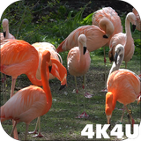 com.lwp4k4u.flamingo