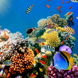 com.freewps.aquariumlivewallpaper
