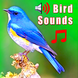 birdcalls.birdringtonesandsounds