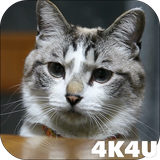 com.lwp4k4u.cat