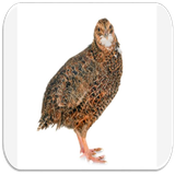 com.devappsinc.quail.bird.sounds