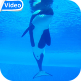 orcawhalevideo.hdvt.com