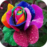 com.majorityapps.exoticflowers