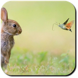 com.Luna.RabbitWallpapers