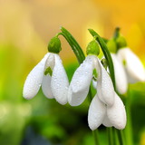 com.livewallpapers3d.springflowerswallpaper