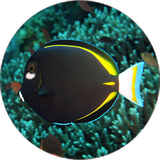 com.khorshid_tx.abzeanabshor