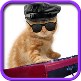 pl.infinzmedia.funnycats
