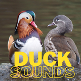 baby.duck.sounds