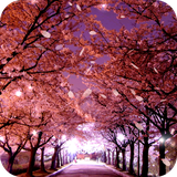 com.flyingfox.x_sakura_free