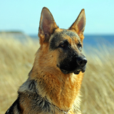 com.wallpapershd.GermanShepherdDogsWallpapers