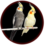 cockatiel.app.vet