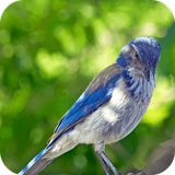 relax.bird.sound.birdsoundrelax