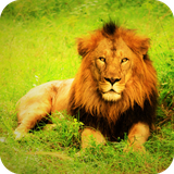 com.lion.wallpaper.liondulalwallpaper