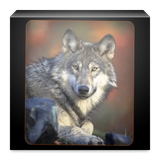 com.reza.animalsoands