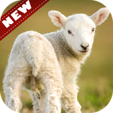 com.animalwallpaper.Goat