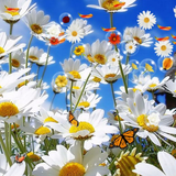 com.submad.flower.free