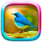 com.happy.studio.puzzle.birds
