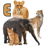 air.LearnAnimalsNamesEnglish