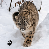 com.wildfoot.snow.leopard