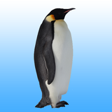 com.dmitsoft.flyingpenguin