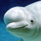 com.wildlife.beluga