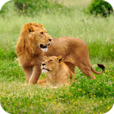 com.wallpaperlionwallpaper.wallpaperhd