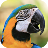 com.alireza.speakparand