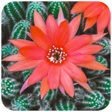 com.hd.cactuswallpaper.cactus.flowers.tree.wallpapers
