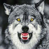 com.infinitygames.hungrywolf