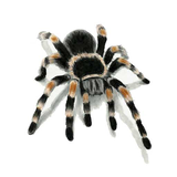 apk.ebrahimi.spider