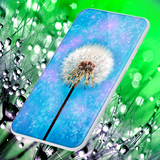 dandelions.flowers.live.wallpaper