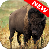 com.animalwallpaper.buffalo
