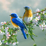 com.entertainment.birdsnature2017