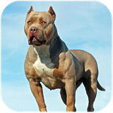 com.dogsimulator.pitbull