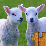 se.appfamily.puzzle.animals.free