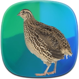 com.phoinix_books_h.belderchin