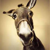 ir.mohammadfathi.animallsounds